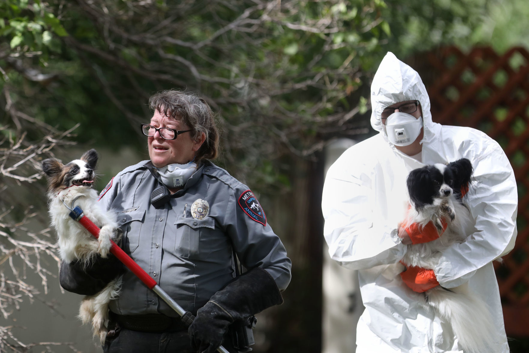 Animal Rescue